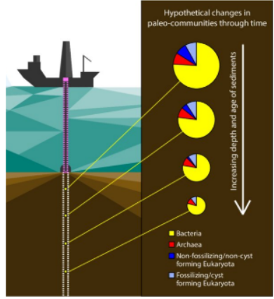 <p>Long pole drilled down into sediment </p>