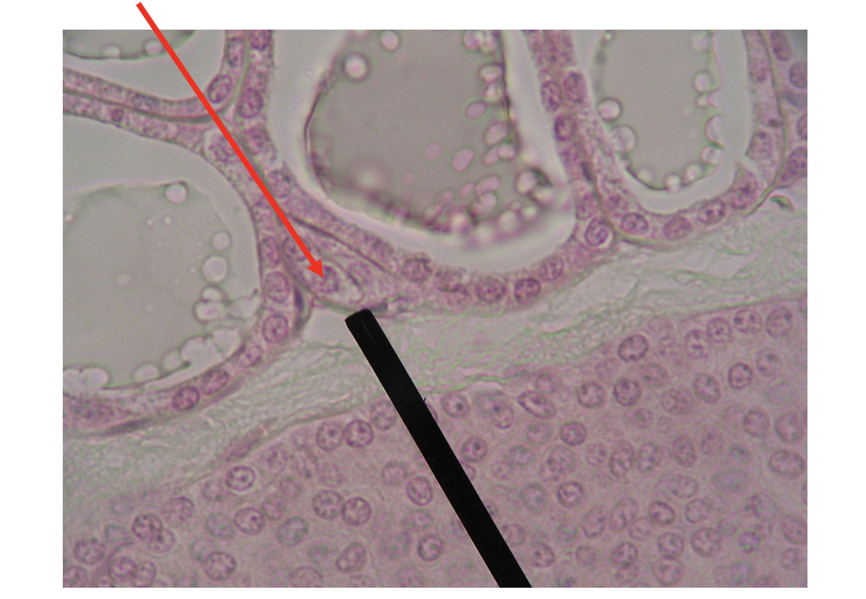 <p>What is the red arrow pointing to?</p>
