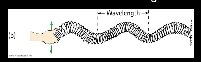 <p>medium vibrates perpendicular to the direction the wave is traveling</p><p>ex. guitar string vibrations, earthquake s-waves</p>