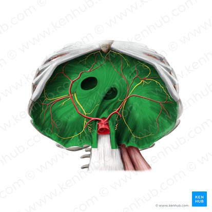 <p><strong>What are the ACTIONS for the Diaphragm?</strong></p>