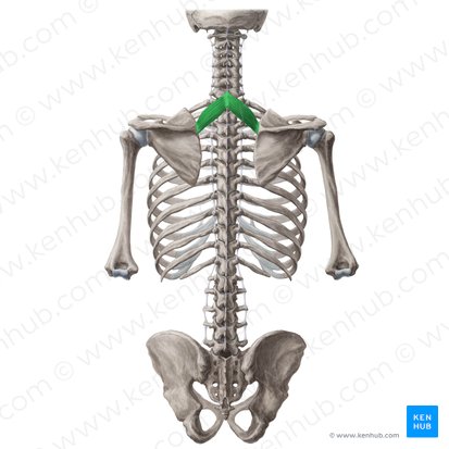 <p>Function: adducts scapula </p>