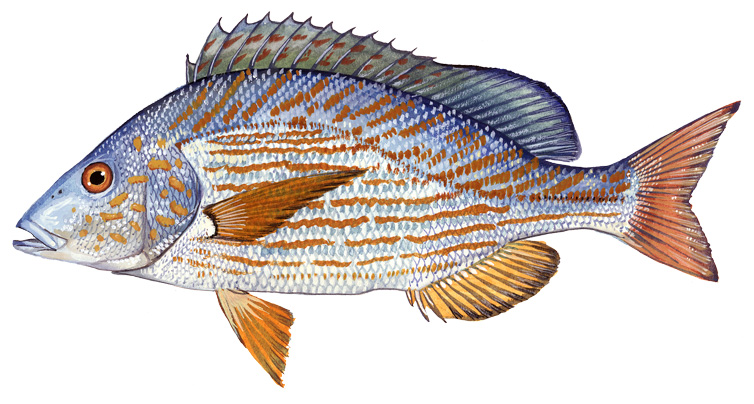 <ul><li><p><span style="background-color: transparent;">Each scale has a blue center </span></p></li><li><p><span style="background-color: transparent;">Mouth small </span></p></li></ul><p></p>