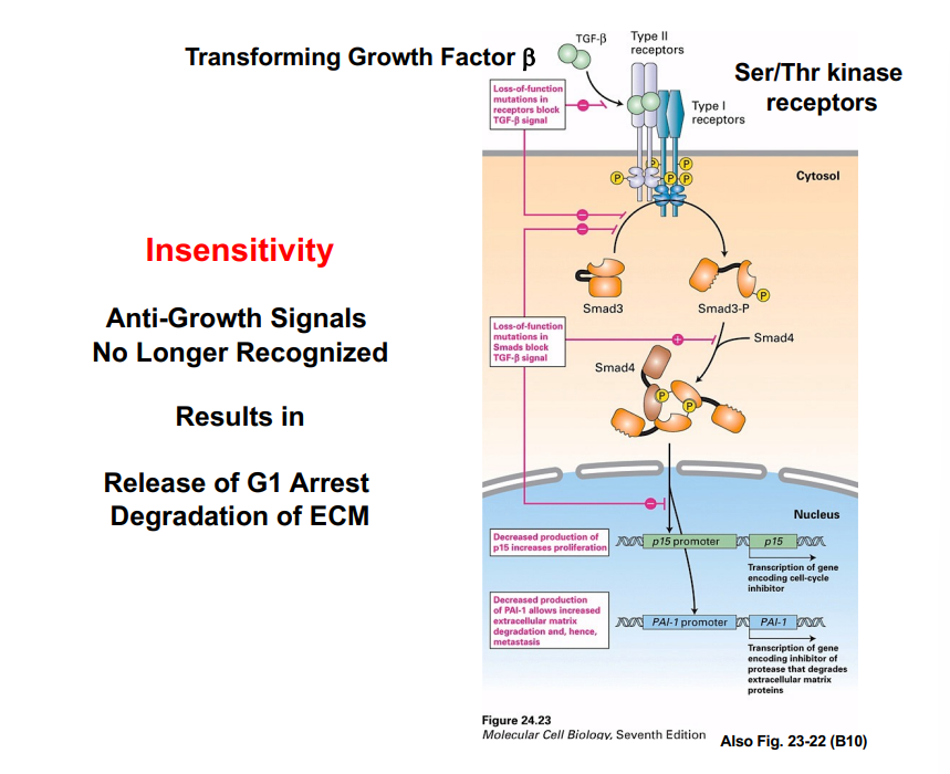 <p><span style="background-color: transparent;"><strong>Hallmark 2: Insensitivity to Anti-Growth Signals</strong></span></p>