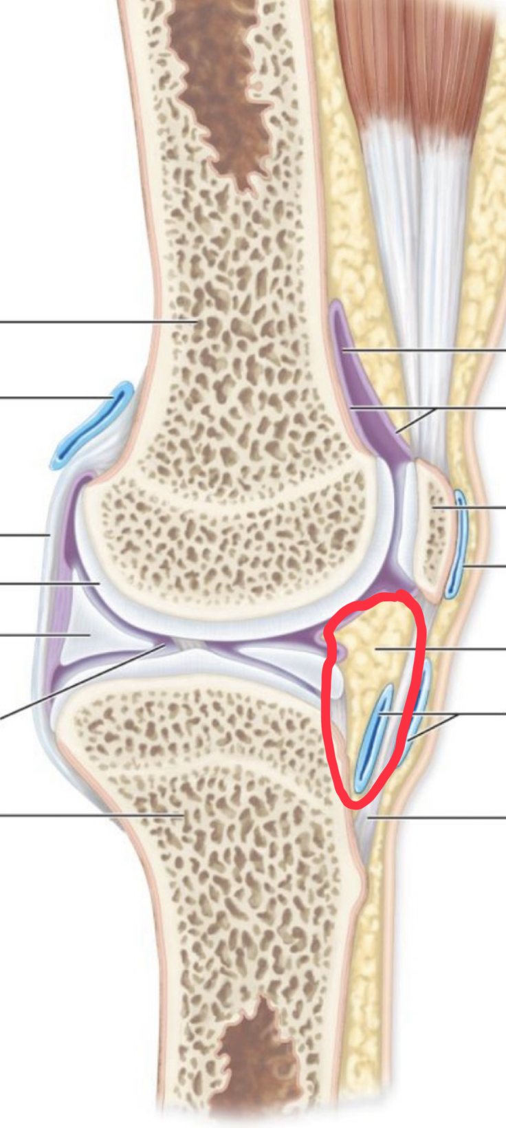 <p>What structure is this?</p>