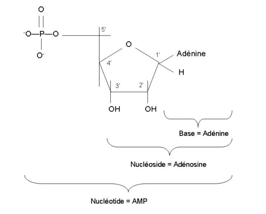<p>Nucléoside = pentose + base</p><p>Nucléotide = phosphate + pentose + base </p>