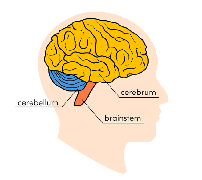 <p>Cerebrum, cerebellum, brainstem </p>