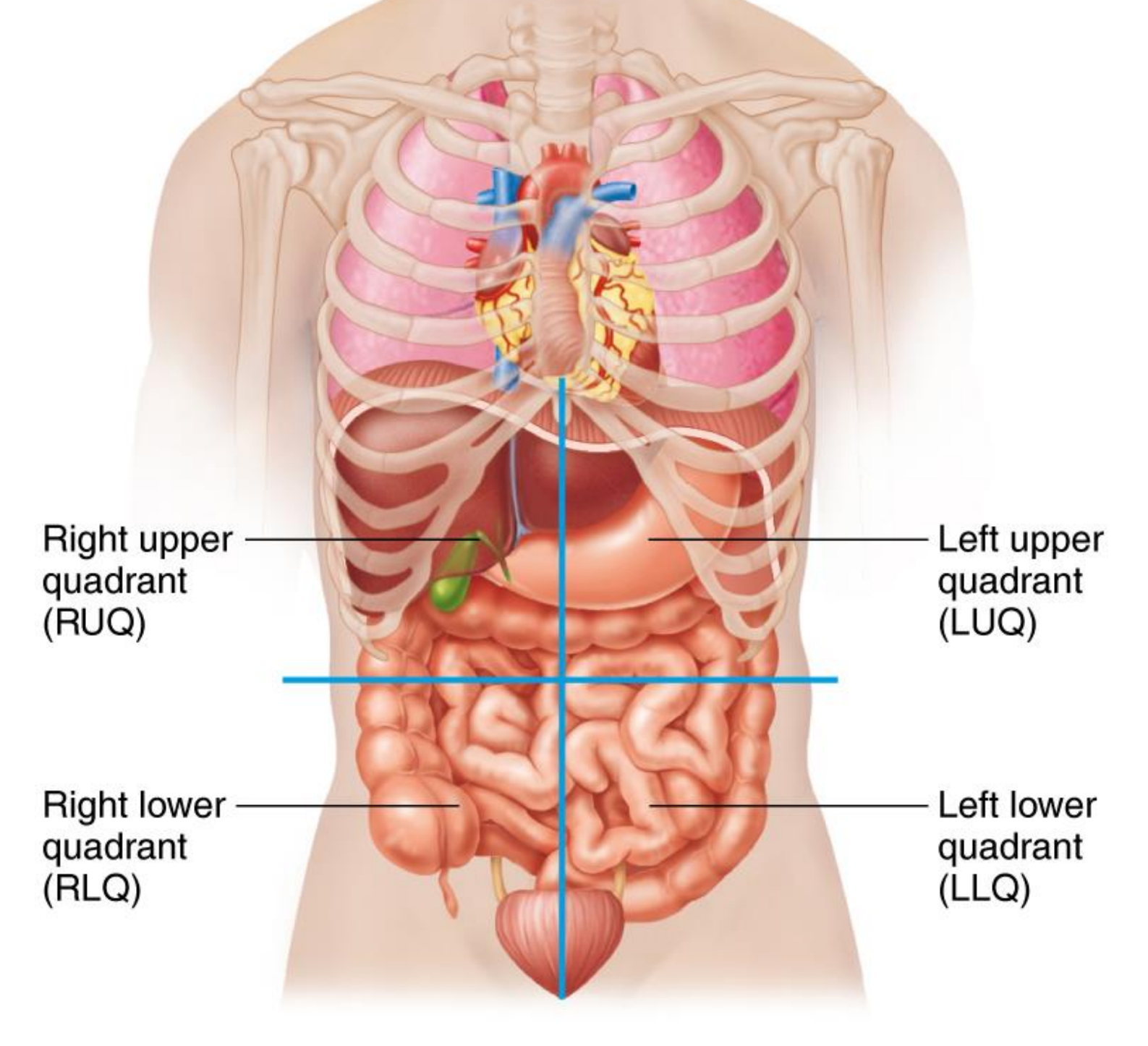 <p>Body quadrants </p>
