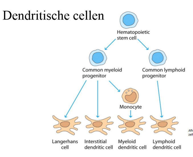 <p>→ nee, allemaal antigen presentatie</p><p>versch namen naargelang waar in lichaam ze voorkomen</p>
