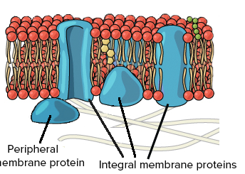 <p>They can act as transport proteins such as channels or carriers, enzymes, and receptors.</p>