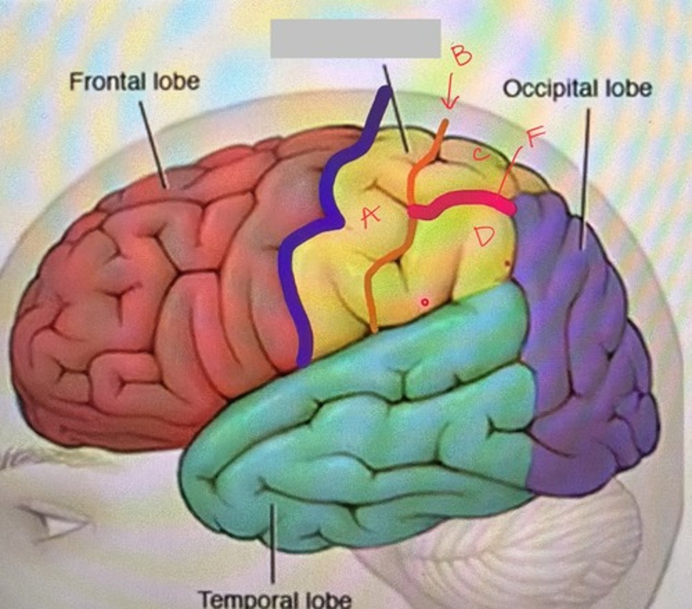 <p>What is labeled C?</p>
