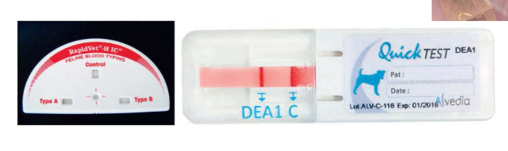 <ul><li><p>control band detects separate antigens on RBCs</p></li></ul><p></p>