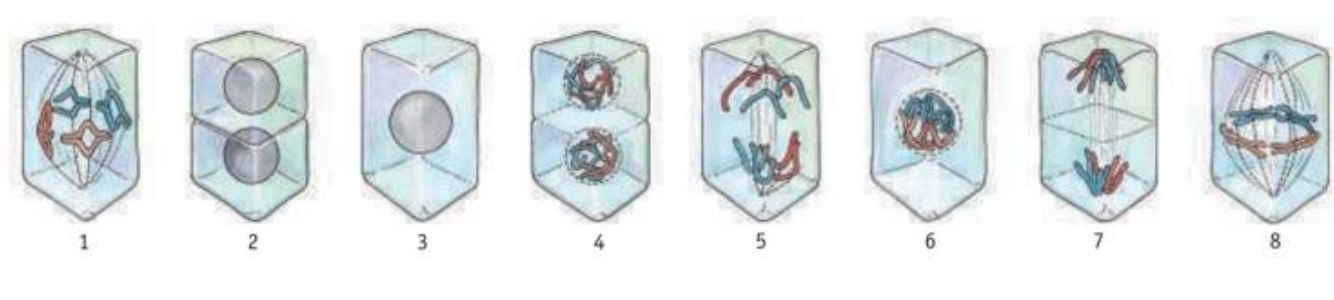 <p>Noteer de juiste volgorde van de tekening</p>