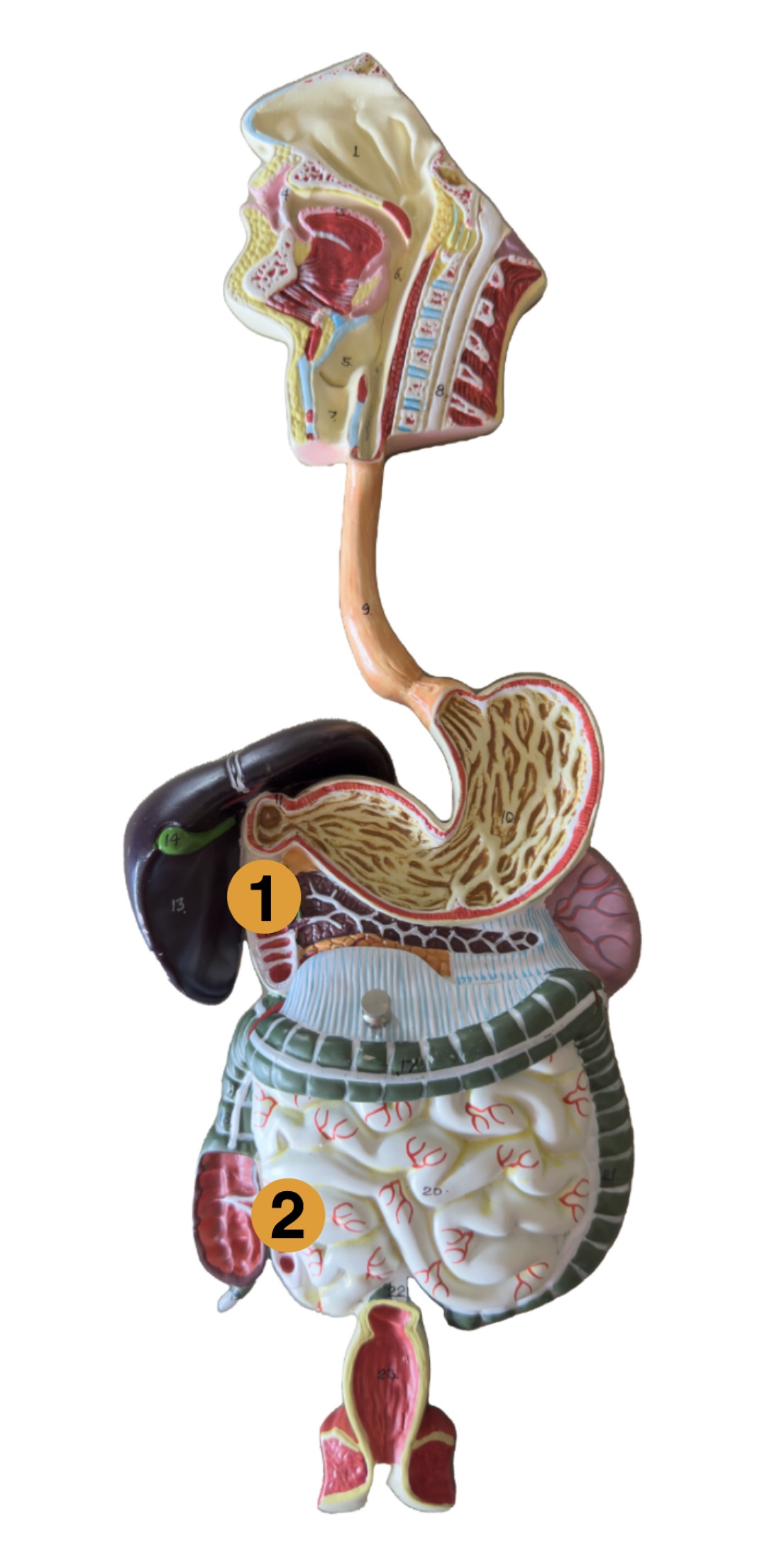 <p>Which segment of the small intestine is (2) pointing to?</p>