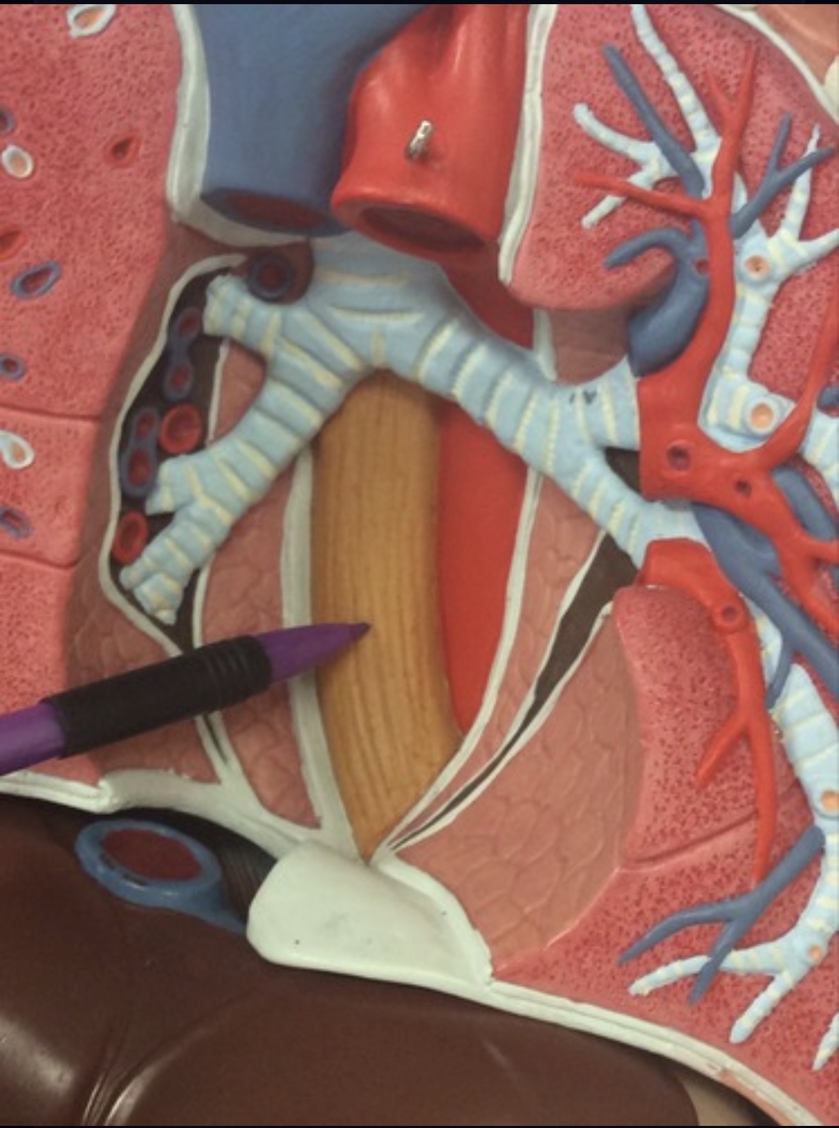 <p>Esophagus</p>