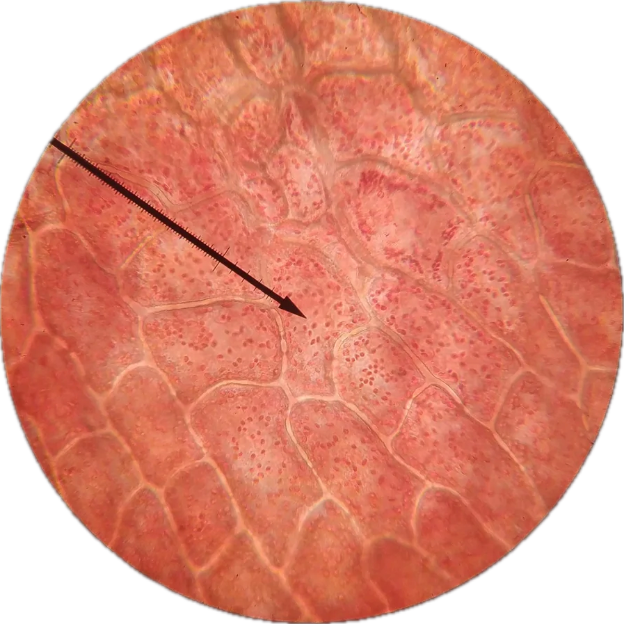 <p>Does this contain a Chromoplasts or Chloroplasts </p>