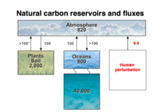 <p>a natural feature (such as landmass, forest, or ocean) that stores carbon</p>