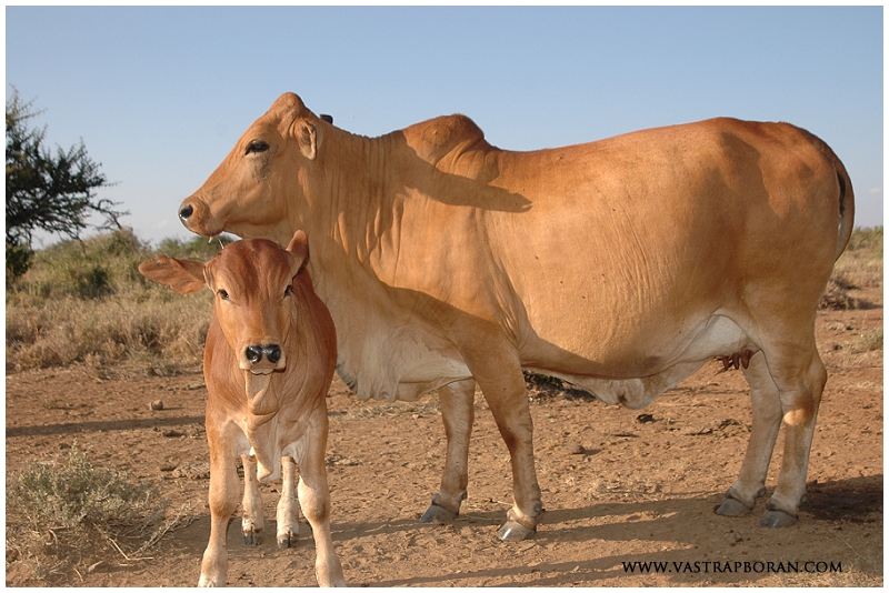 <p>Breed?</p>