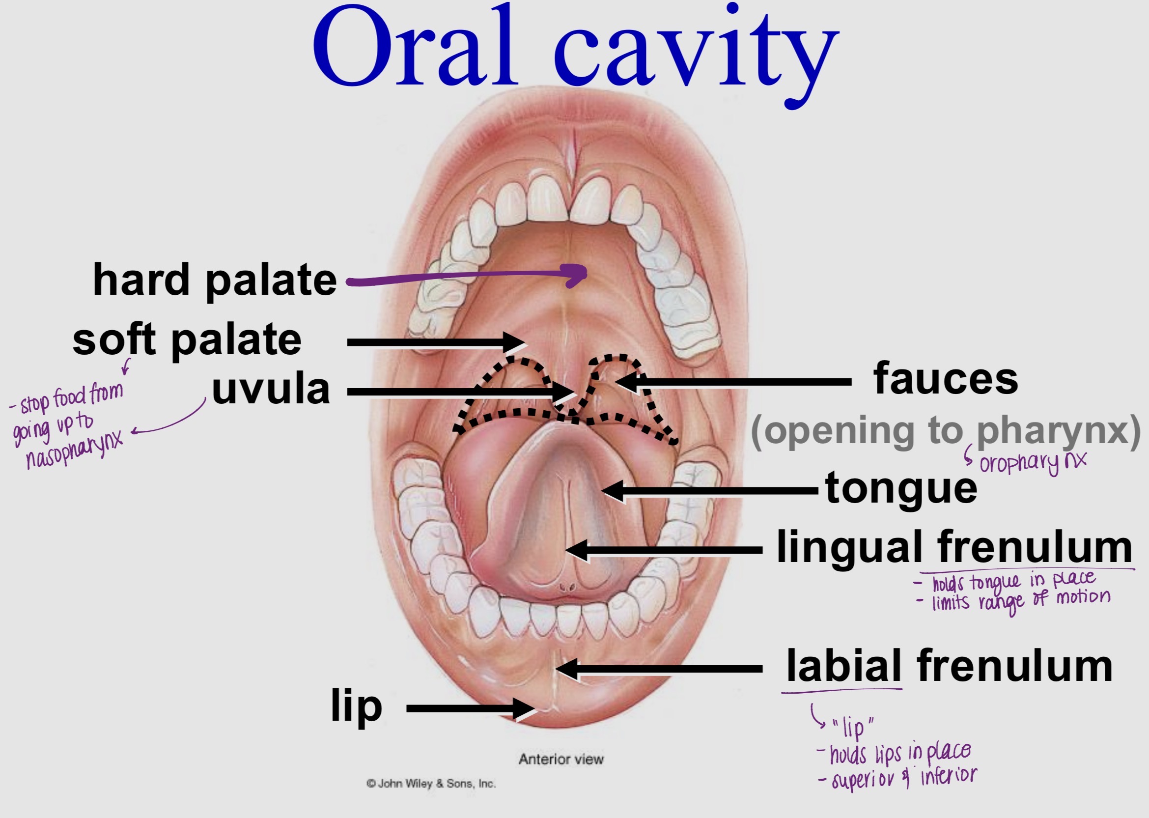 knowt flashcard image