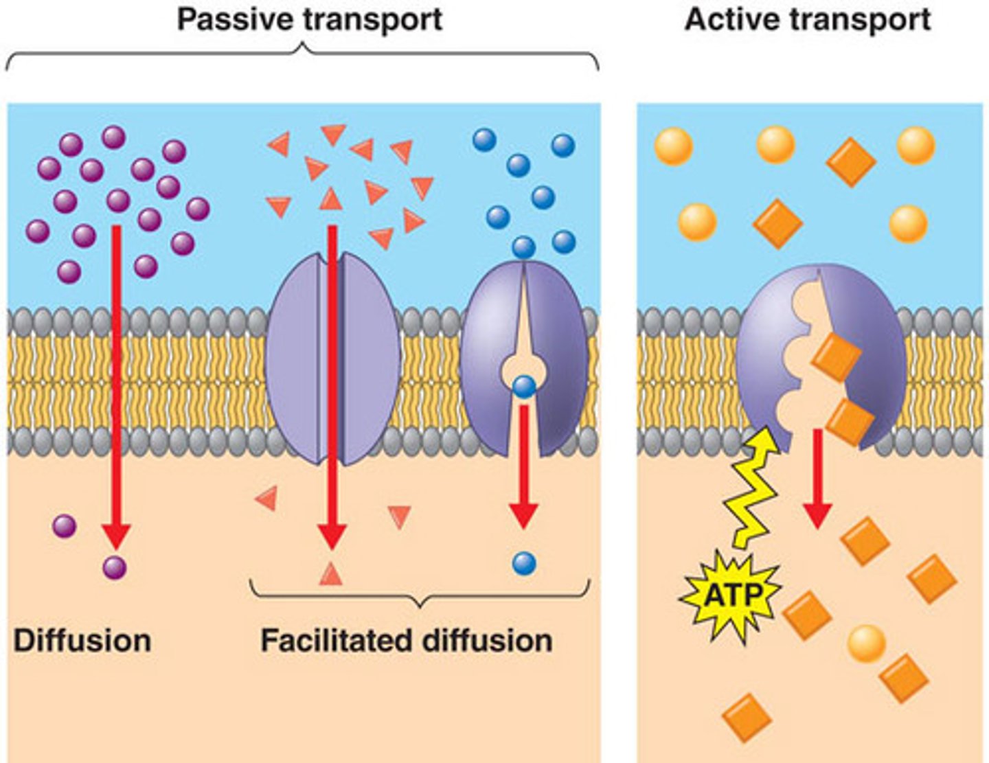 <p>Type of passive transport that allows for diffusion of molecule down a concentration gradient</p>