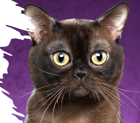 <p>Medium size, muscular, affectionate, playful, bond strong</p><p>12-16 years </p>