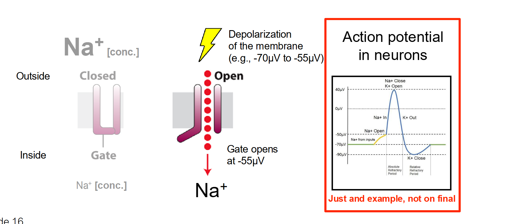 <ul><li><p><strong>The Trigger:</strong> A change in the <strong>electrical membrane potential</strong> (voltage).</p></li><li><p><strong>How it works:</strong> These channels have sensors that detect electrical charges. When the voltage across the membrane reaches a certain threshold (like during a nerve impulse), the channel changes shape to open its gate.</p></li><li><p><strong>Location:</strong> Found extensively in neurons and muscle cells to facilitate action potentials.</p></li><li><p>Ex. Na+ → <span>Under non-depolarized conditions (when they are quiet), neurons have little amount of Na+ inside them…but during the gradeint changes and they take in Na+</span></p></li></ul><p></p>