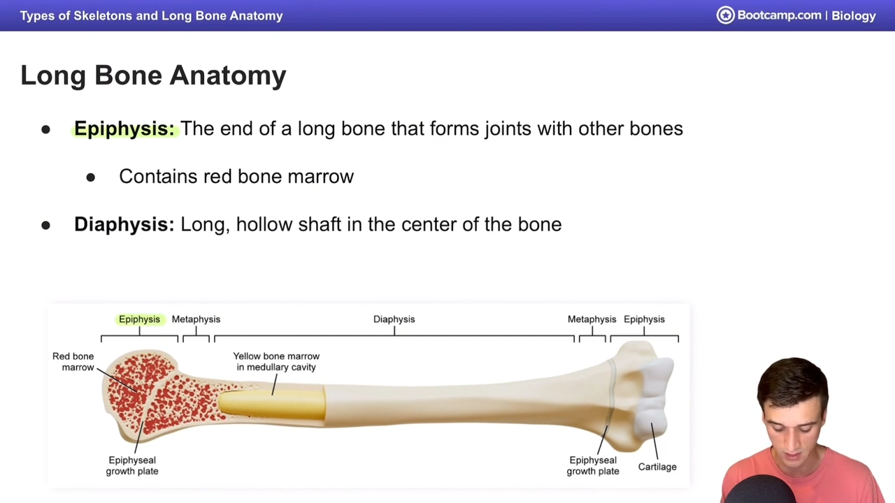 <ul><li><p>epiphysis - end of a long bone that forms joints with other bones, has red bone marrow for hematopoesis</p></li><li><p>epiphyseal plate - region of cartilage between epiphysis and metapysis that can lengthen diaphysis through ossification</p></li><li><p>metaphysis - between medullary cavity and epiphyseal palte</p></li><li><p>diaphysis - long hollow shaft in center of bone, filled with yellow bone marrow in medullary cavity</p></li></ul><p></p>