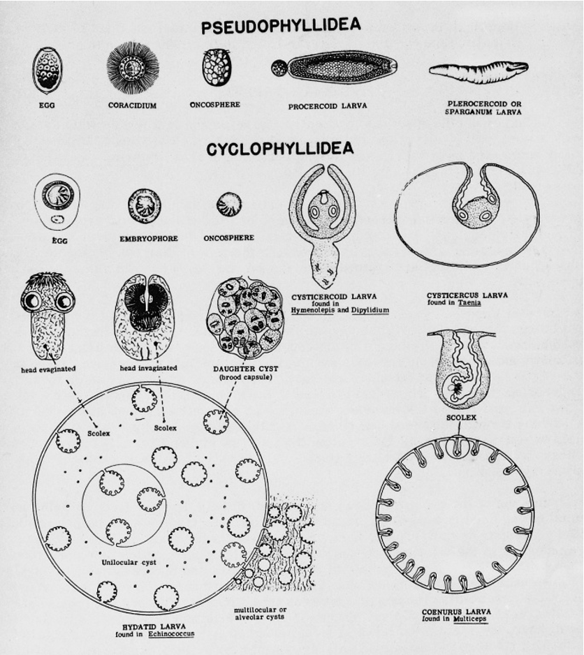 <p><span style="font-family: "Calibri Light";"><span>larvae</span></span></p>