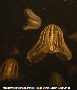 <p>• Sea walnut</p><p>• Common in Atlantic and Gulf of Mexico</p><p>• Invasive species in Black Sea, Caspian Sea, North Sea, Baltic Sea.</p><p>– Potential for consumption of large numbers of fish larvae and other zooplankton</p><p>– Potential negative effects on fisheries.</p>