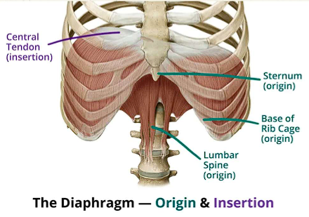 <ul><li><p>Separates thoracic cavity from abdominal cavity</p></li></ul><p></p>