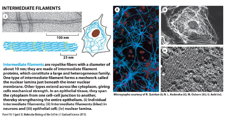 <p>Intermediære filamenter er reb-lignende fibre (~10 nm), som giver mekanisk styrke.</p><p>Figuren viser at de:</p><ul><li><p>spænder gennem cytoplasmaet</p></li><li><p>forbinder celle-celle junctions</p></li><li><p>styrker epithelvæv</p></li><li><p>danner nuclear lamina under kernemembranen</p></li></ul><p>De er mindre dynamiske end aktin og mikrotubuli.</p>