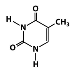 <p>Nitrogenous bases- Pyrimidines</p>