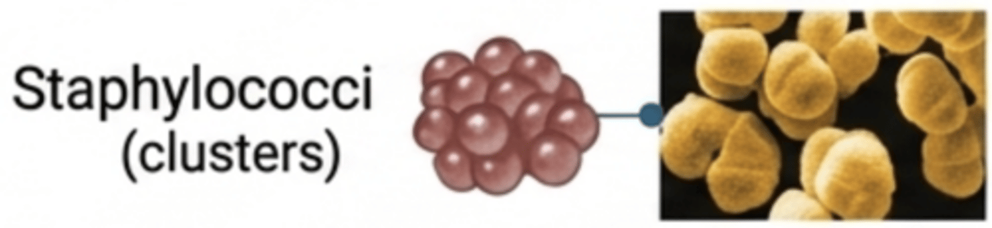 <p>Cocci arranged in grape-like clusters.</p>