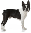 <p>welk type hond is dit</p>