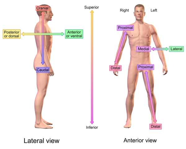 <p>FRONT of the body</p>