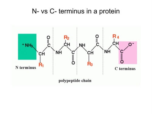 <p>To which terminus are new amino acids added during protein synthesis?</p>
