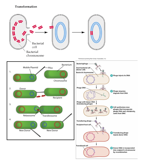 <p>Transformation - enklaste formen: <br>Upptag av fritt DNA från omgivningen. Vissa bakterier kan plocka upp DNA-snuttar från vad som helst den träffar på → liten sannolikhet att det blir vettiga grejer → många bakterier i en koloni → sannolikhet att det ändå kan bli något “bra” ibland. </p><p>Konjugation: <br>Överföring av DNA via direkt cell-till-cell-kontakt<br>PILI→ pillus på två bakterier kopplar samman och drar ihop sig. Ena cellen flyttar över en kopia av sin plasmid till mottagarcellen. “Bakteriesex”. </p><p>Transduktion: <br>Överföring av DNA via virus (bakteriofager)<br>Bakterier kan bli “förkylda”. Virus består av en kapsel som kan transportera arvsmassa → kapar värdcell → bakteriofag dockar in → proteiner degragerar bakteriens egna DNA → cellen förvandlas gradvis till virusfabrik → packas med arvsmassa till virus, men vissa även med en blandning av DNA från bakteriecellen → skickas till ny cell</p>