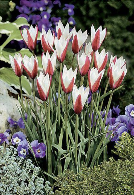 <p>‘Peppermint stick’<br>exterior red sepals, white petals</p>