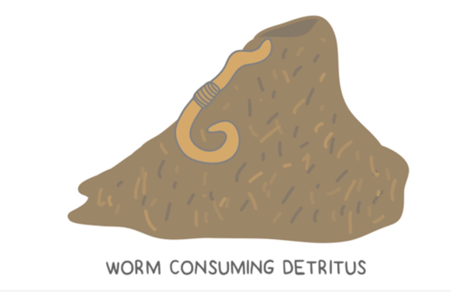 <p>detritivores</p>