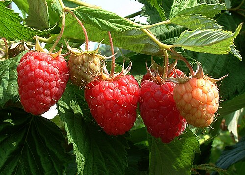 <ul><li><p>Arching prickly canes</p></li><li><p>Compound leaves with pale fuzzy undersides</p></li><li><p>White flowers in spring</p></li><li><p>Red hollow berries in summer</p></li><li><p>Forest edges, clearings & roadsides</p></li></ul><p></p>