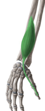 <p>What muscle is being shown?</p>