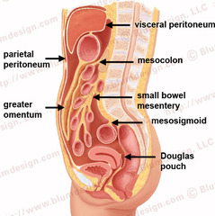 <p>phúc mạc</p>