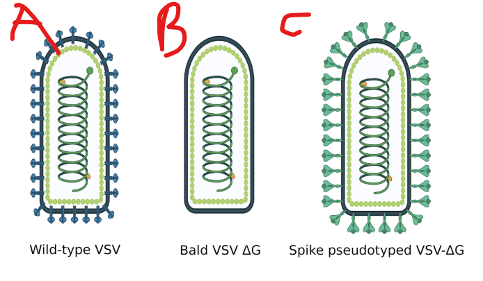 <p>The wild type VSV (Vesicular stomatitis virus) is an enveloped, negative-stranded RNA virus. It’s spike protein binds to LDL-receptor to gain entry into human cells. The spike proteins of VSV can be removed, and replaced with spike proteins from other viruses. Which of the following types of VSV will be capable of infecting cells that have LDL receptors on their cell surface?</p>
