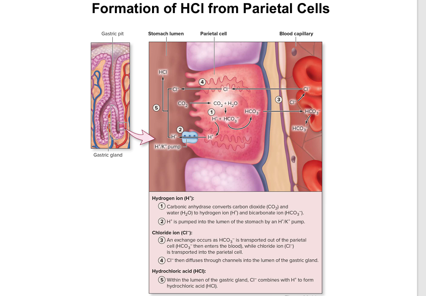 <p>Quick notes: HCO₃- goes out of cell and Cl- gets pulled into the cell </p>