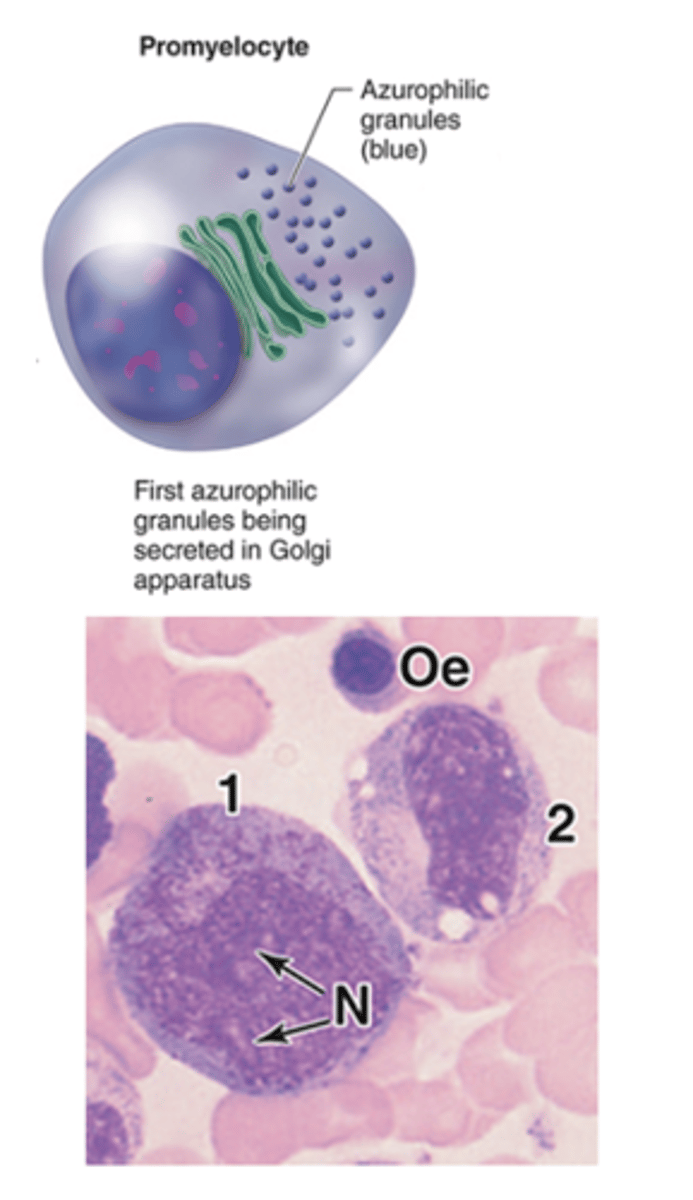 <p>What drives differentiation of promyelocytes into specific granulocyte lineages?</p>