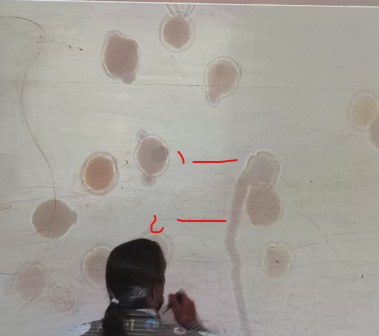 <ol><li><p>name </p></li></ol><p></p>