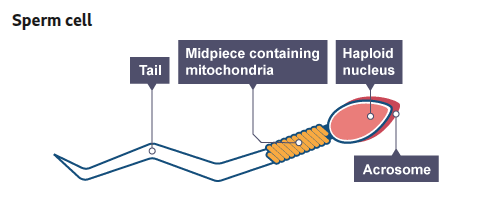 <p>What are sperm cells specialised to do?</p>