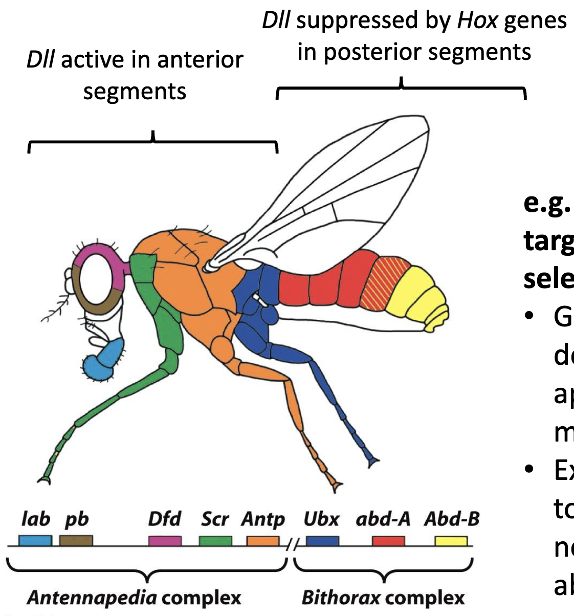 <ul><li><p><em>Distal-less</em> is a target of <em>Hox</em> homeotic selector genes</p></li><li><p>gene directs development of appendages (antenna, mouth parts, legs)</p></li><li><p>expression is restricted to anterior segments (so no appendages in the abdomen)</p></li></ul><p></p>