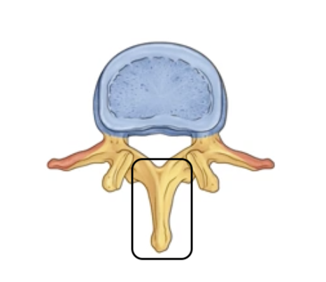 <p><span>The single bony projection pointing straight back (acts as a lever for muscles)</span></p>