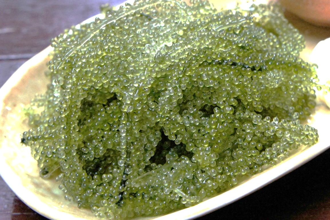 <p>Are sea grapes / green caviar (Caolerpa lentillifera) siphonous?</p>