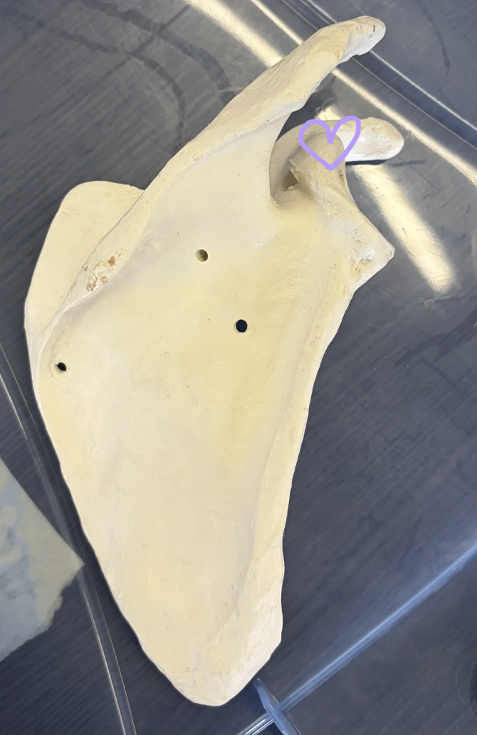 <p>Purple heart: What is this structure? </p><p>What muscle originates on this structure?</p>